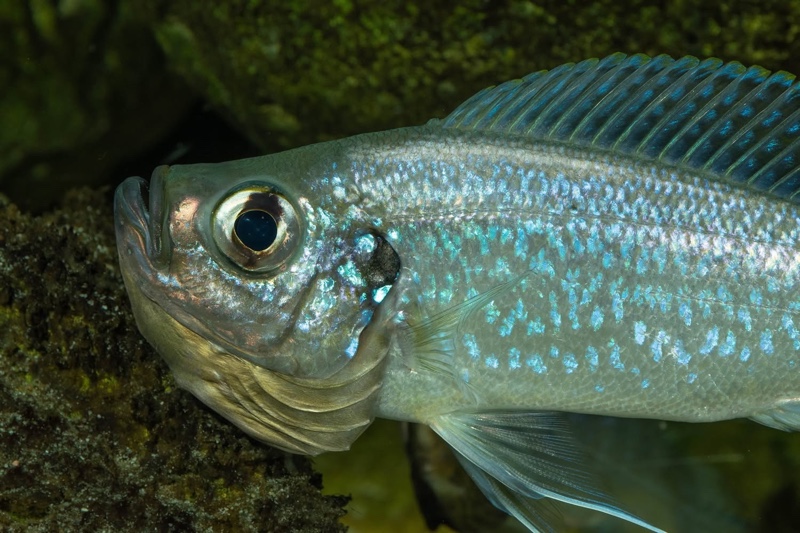 Haplotaxodon microlepis 'Cape Kabogo'